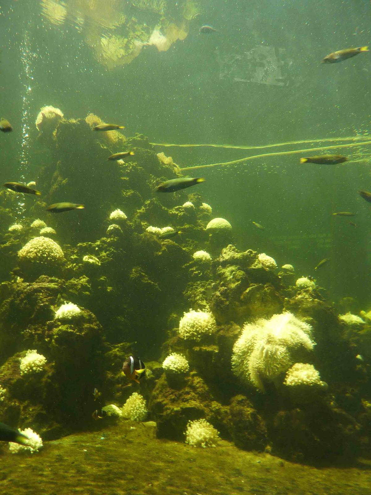 Central coral reef tank, May 2013.