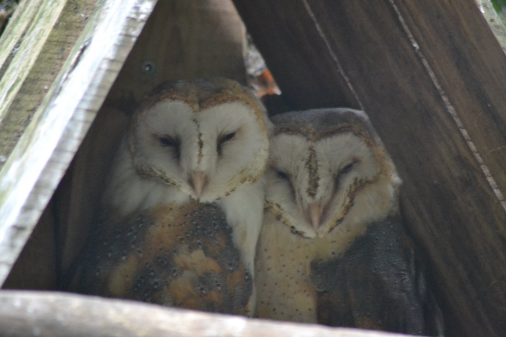 Central Europe Barn Owl - Tyto alba guttata