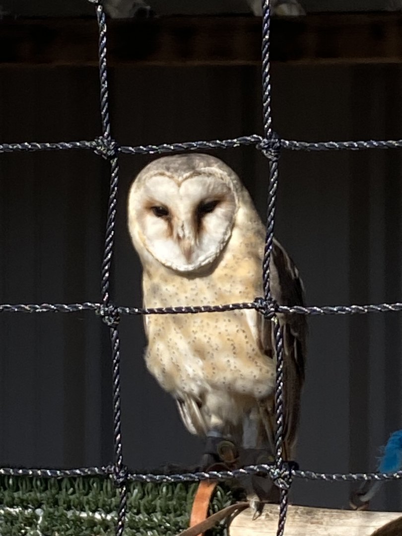 Central European barn owl 020325