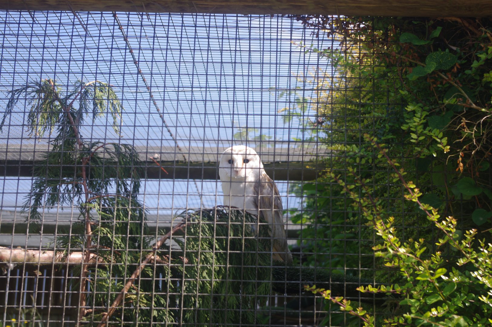 Central European Barn Owl- 3/6/2022