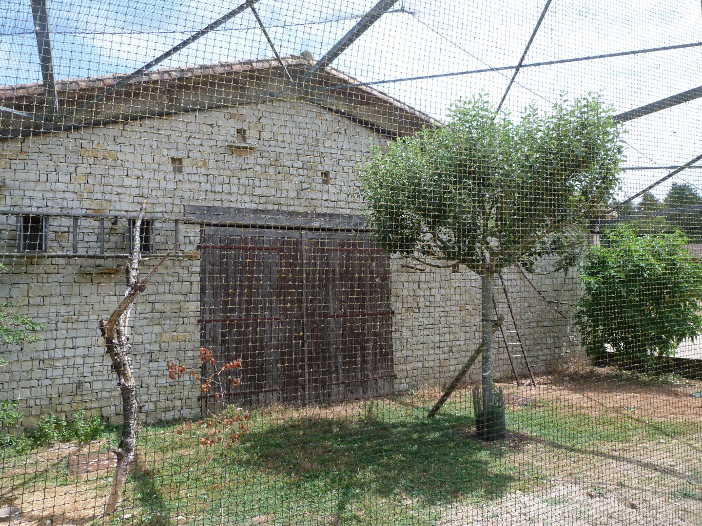 Central European barn owl and Domestic rabbit exhibit -Zoodyssée (2025)