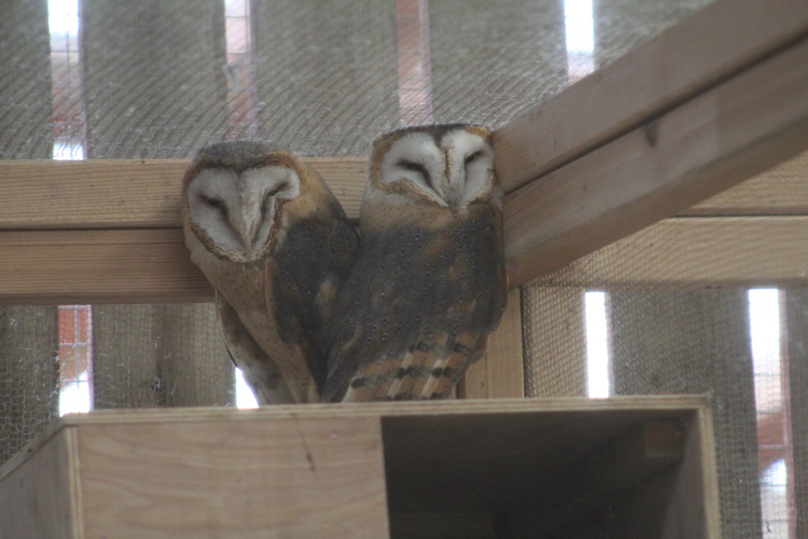 Central European Barn Owl