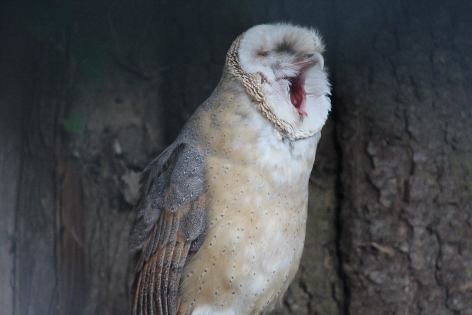 Central European Barn Owl