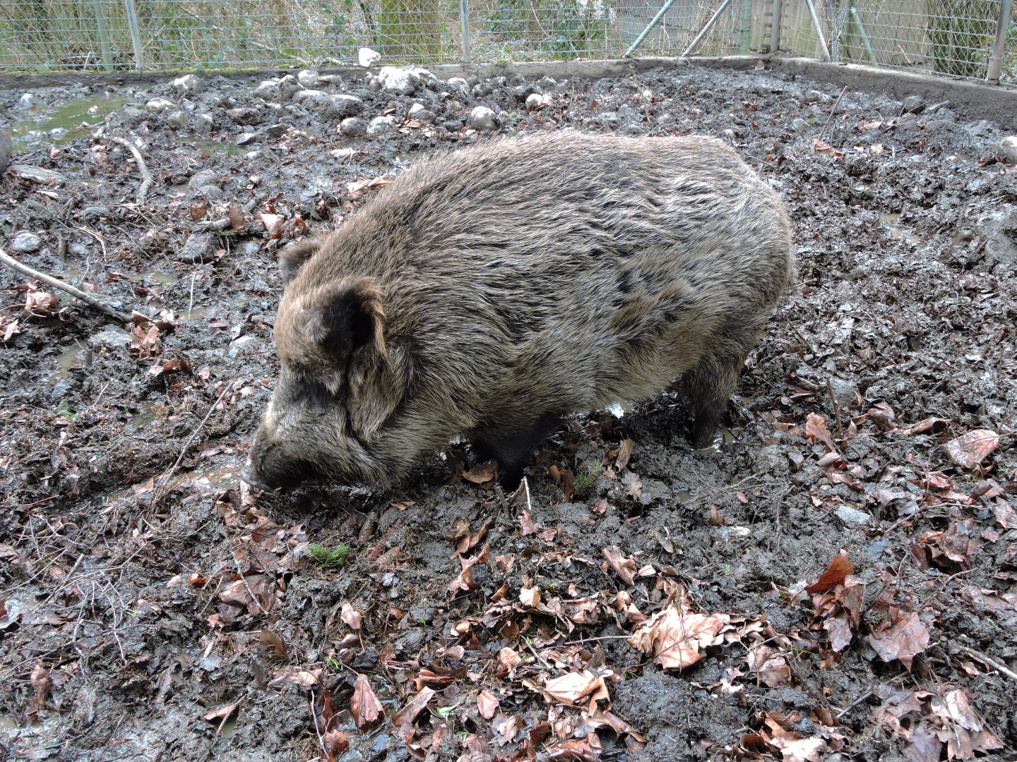 Central European boar [2015]