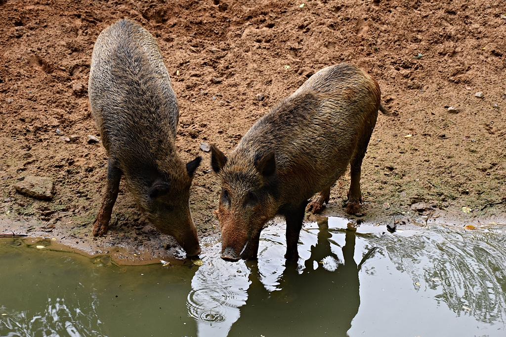 Central European boar