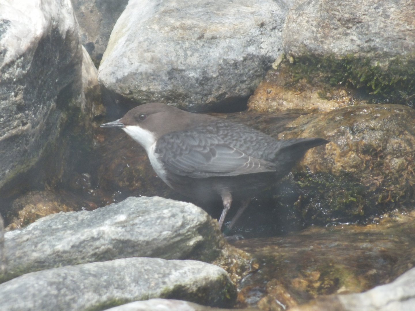 Central European Dipper (Cinclus cinclus aquaticus) at Alpenzoo Innsbruck - April 11 2015