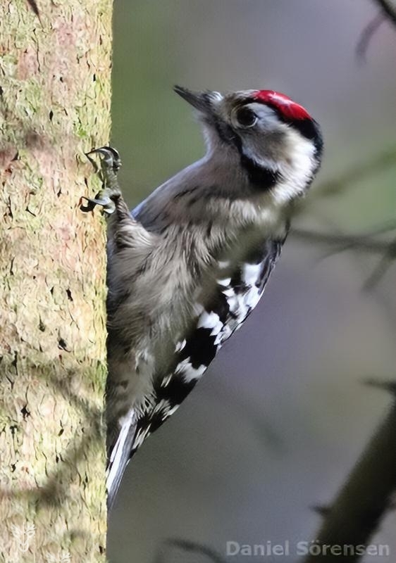 Central European lesser spotted woodpecker (Dryobates minor hortorum)