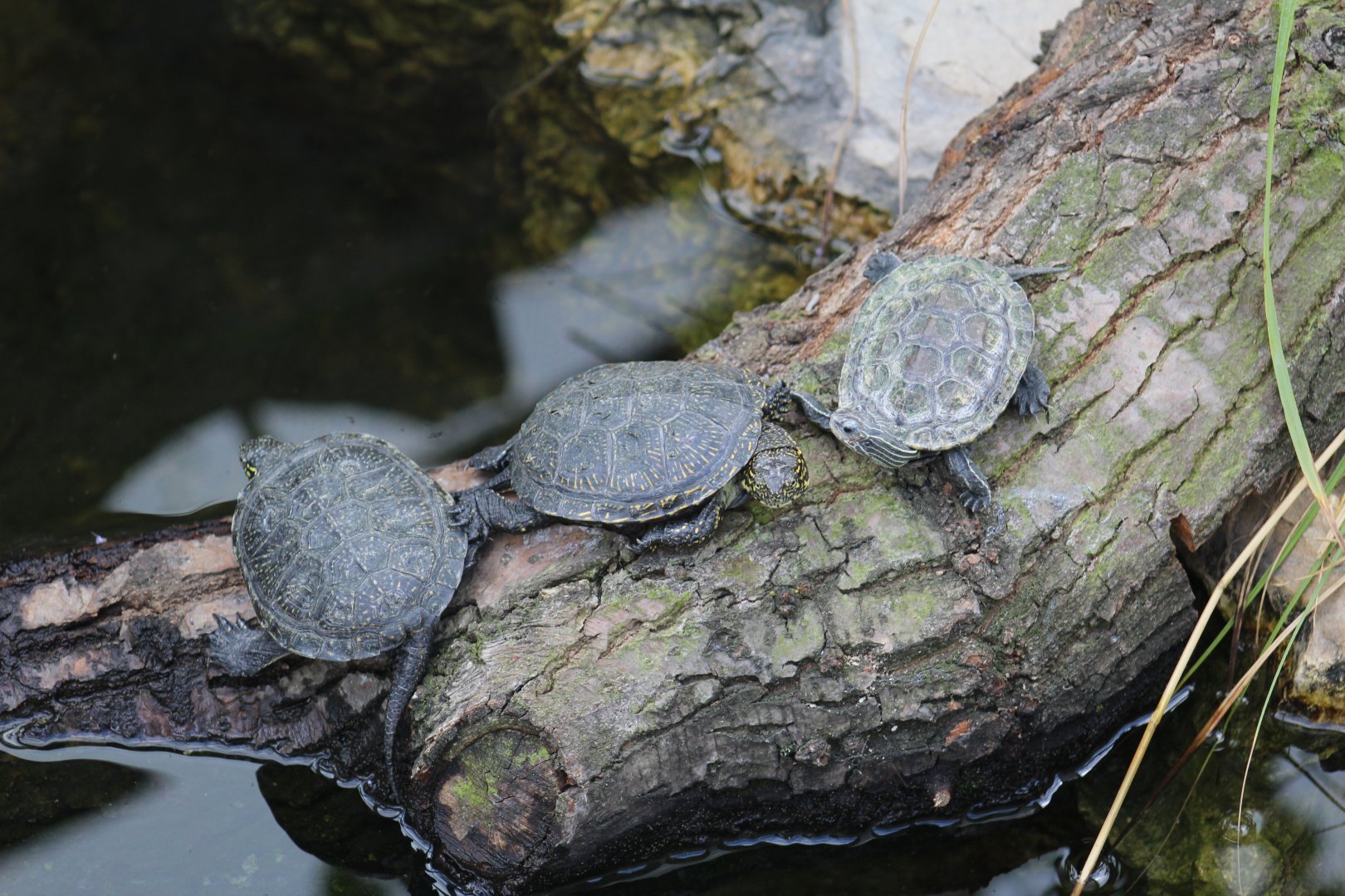 Central European Pond Turtle & Western Caspian Turtle