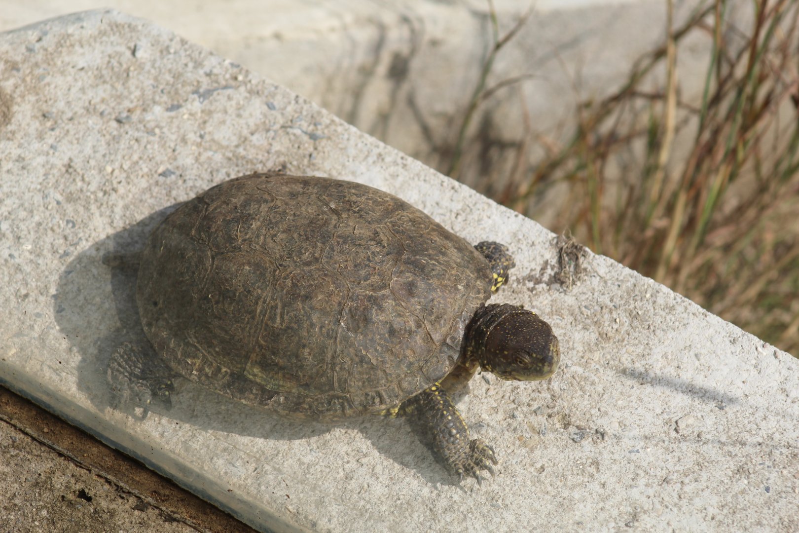 Central European Pond Turtle