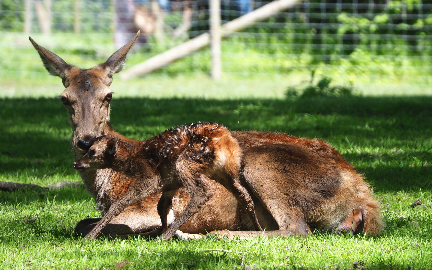 Central European red (Cervus elaphus hippelaphus), doe with newborn fawn, 2021-05-29