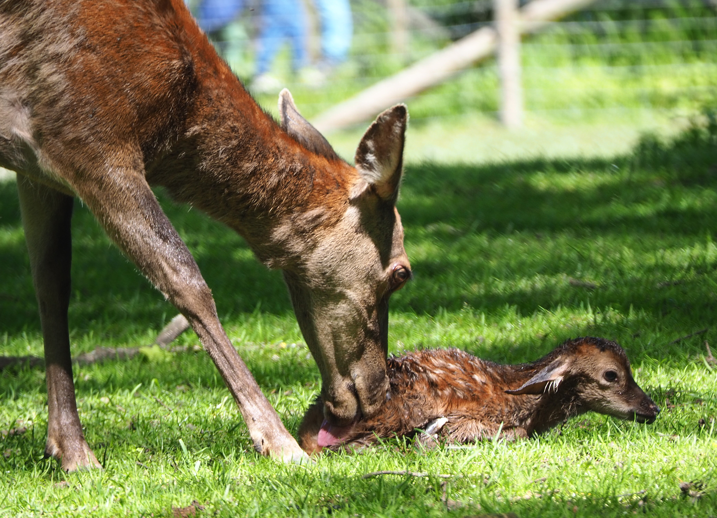 Central European red (Cervus elaphus hippelaphus), doe with newborn fawn, 2021-05-29