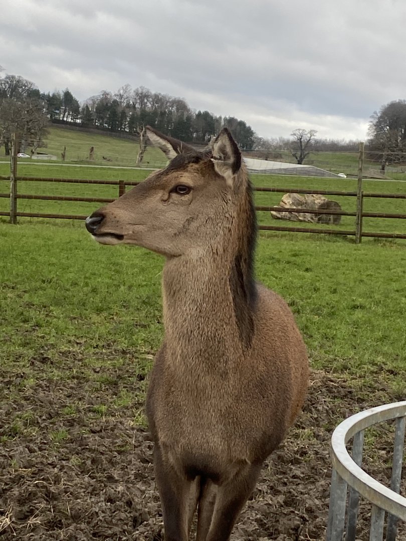 Central European red deer 091224