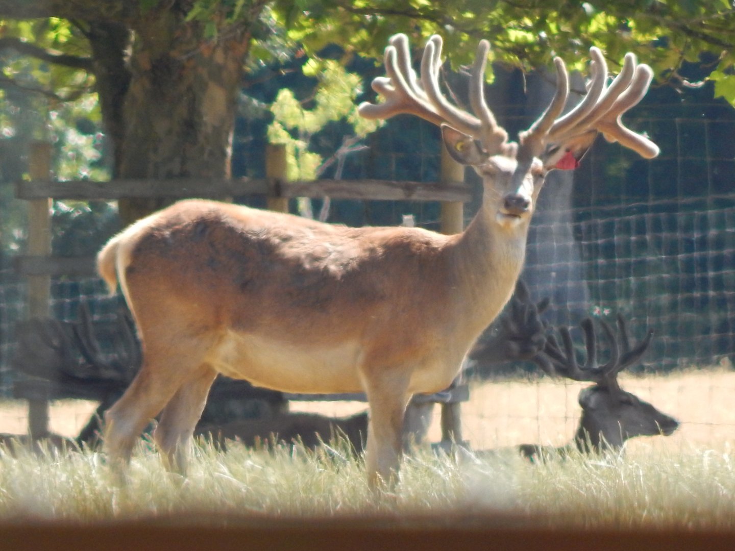 Central European red deer 110722