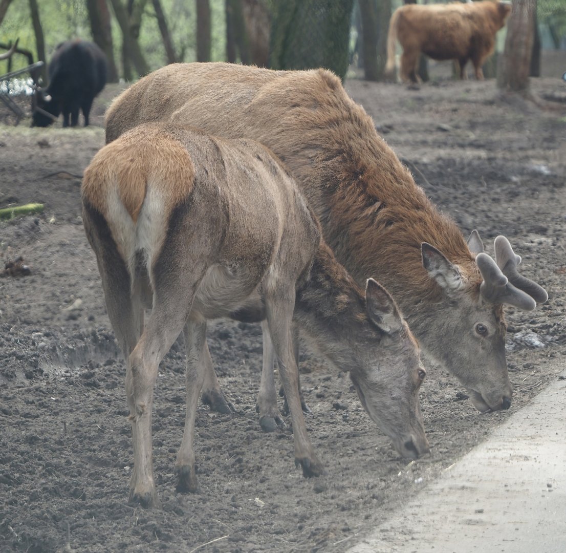 Central European red deer, 2024-04-06