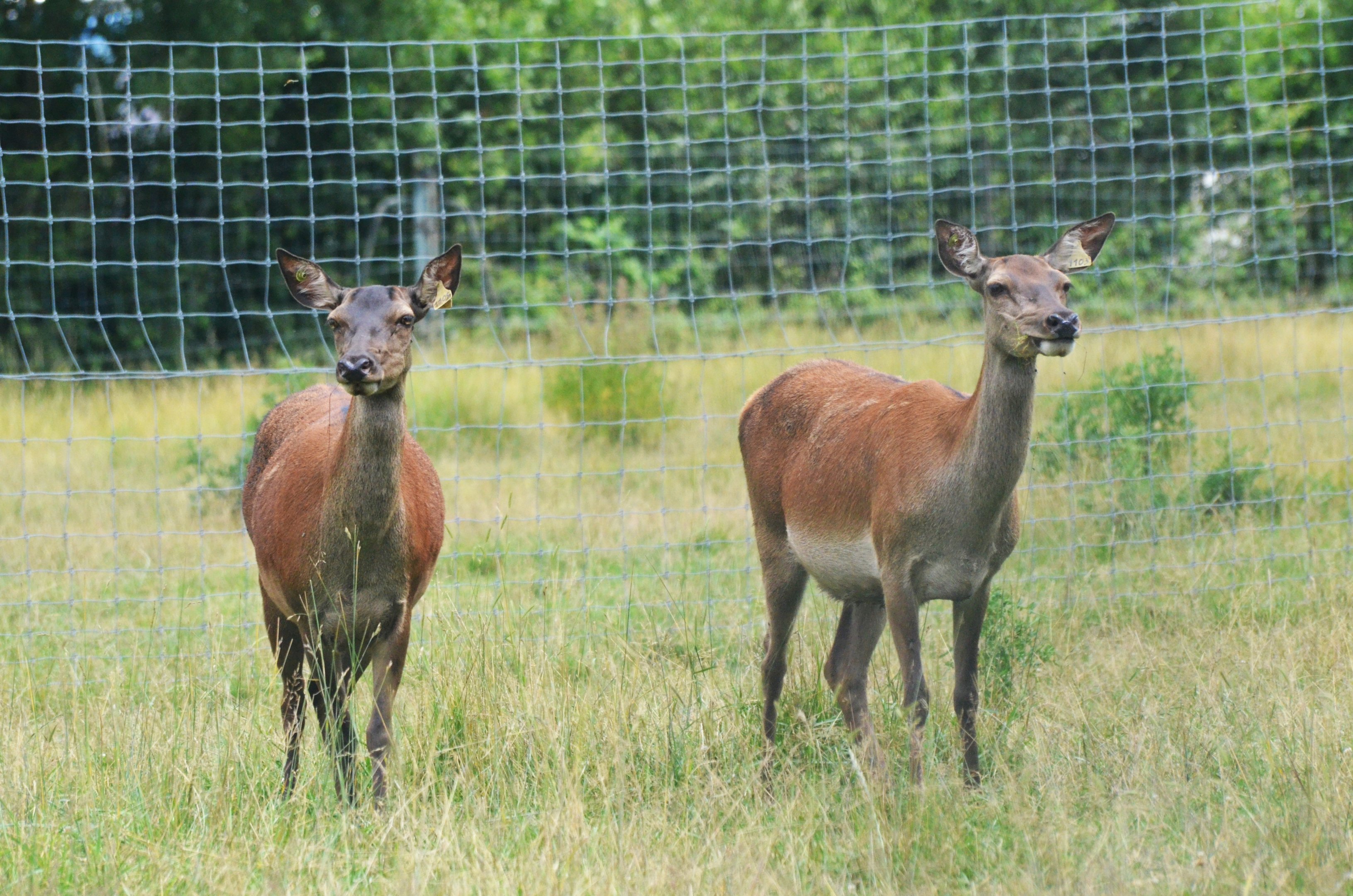 Central European Red Deer at Haute-Touche, 14/06/18