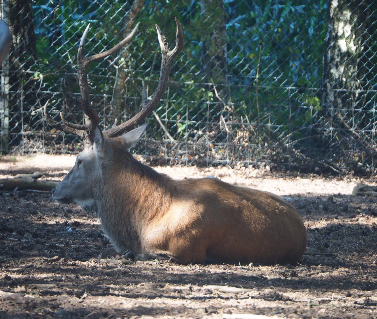 Central European red deer buck (Cervus elaphus hippelaphus), 2019-09-15