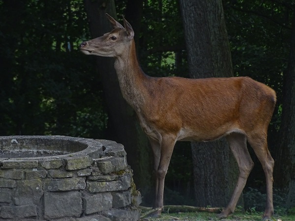 Central European red deer (Cervus elaphus hippelaphus) (07/22)