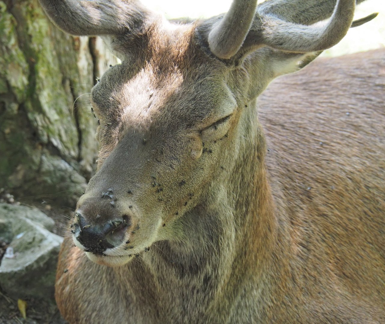 Central European red deer (Cervus elaphus hippelaphus), 2020-07-12