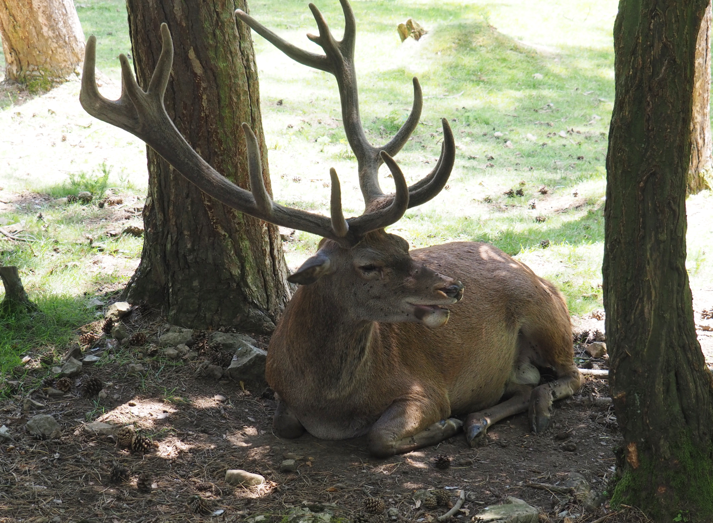 Central European red deer (Cervus elaphus hippelaphus), 2020-07-12
