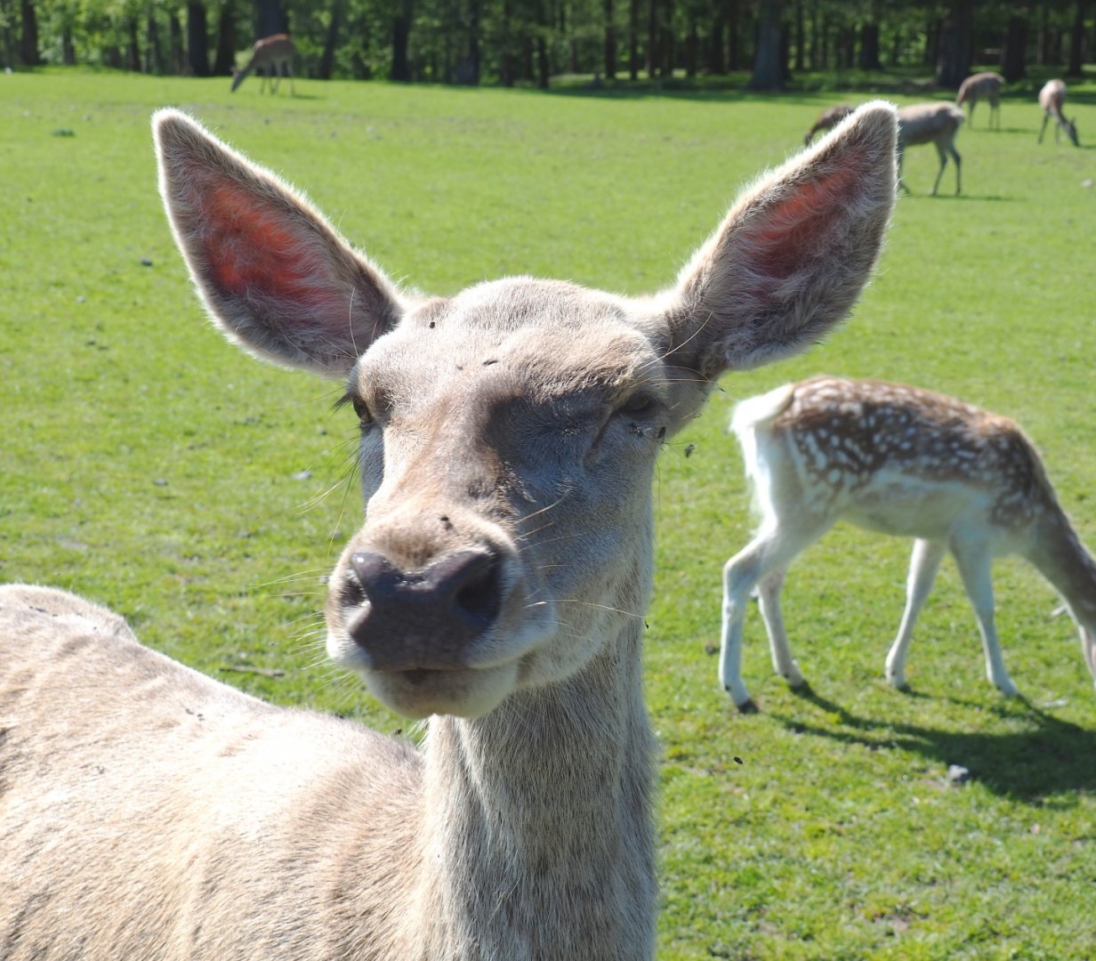 Central European red deer (Cervus elaphus hippelaphus), 2021-05-29