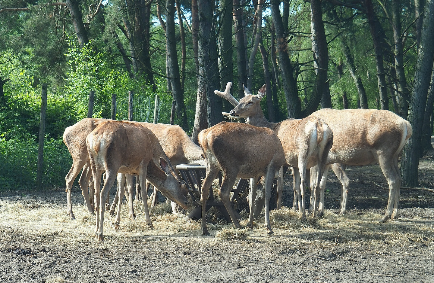 Central European red deer (Cervus elaphus hippelaphus), 2022-06-12