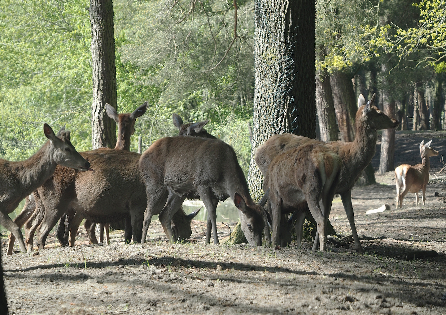 Central European red deer (Cervus elaphus hippelaphus), 2025-04-30