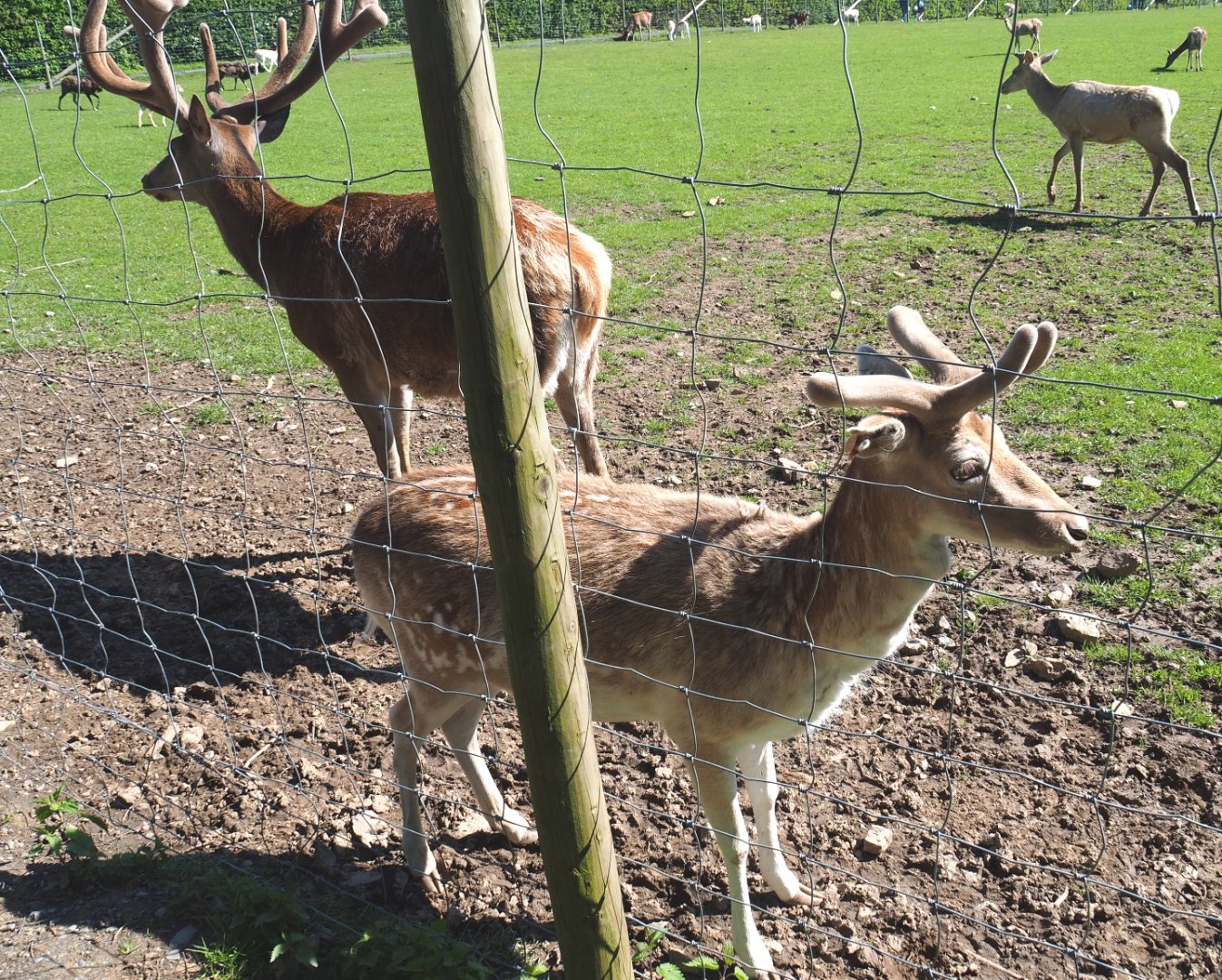 Central European red deer (Cervus elaphus hippelaphus) and Common fallow deer (Dama dama) stags, 2021-05-29