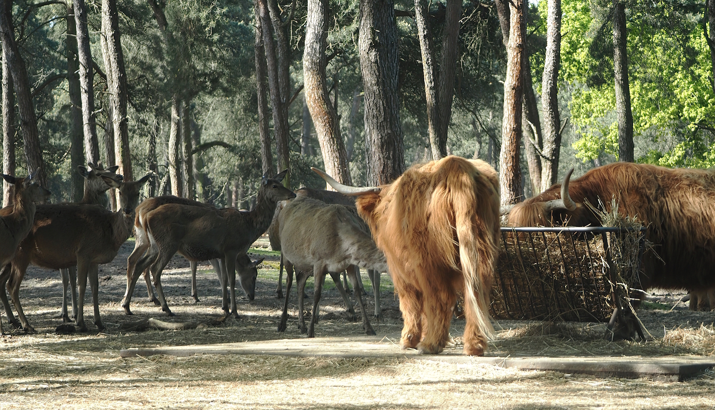 Central European red deer (Cervus elaphus hippelaphus) and Scottish Highland cattle (Bos taurus taurus), 2025-04-30