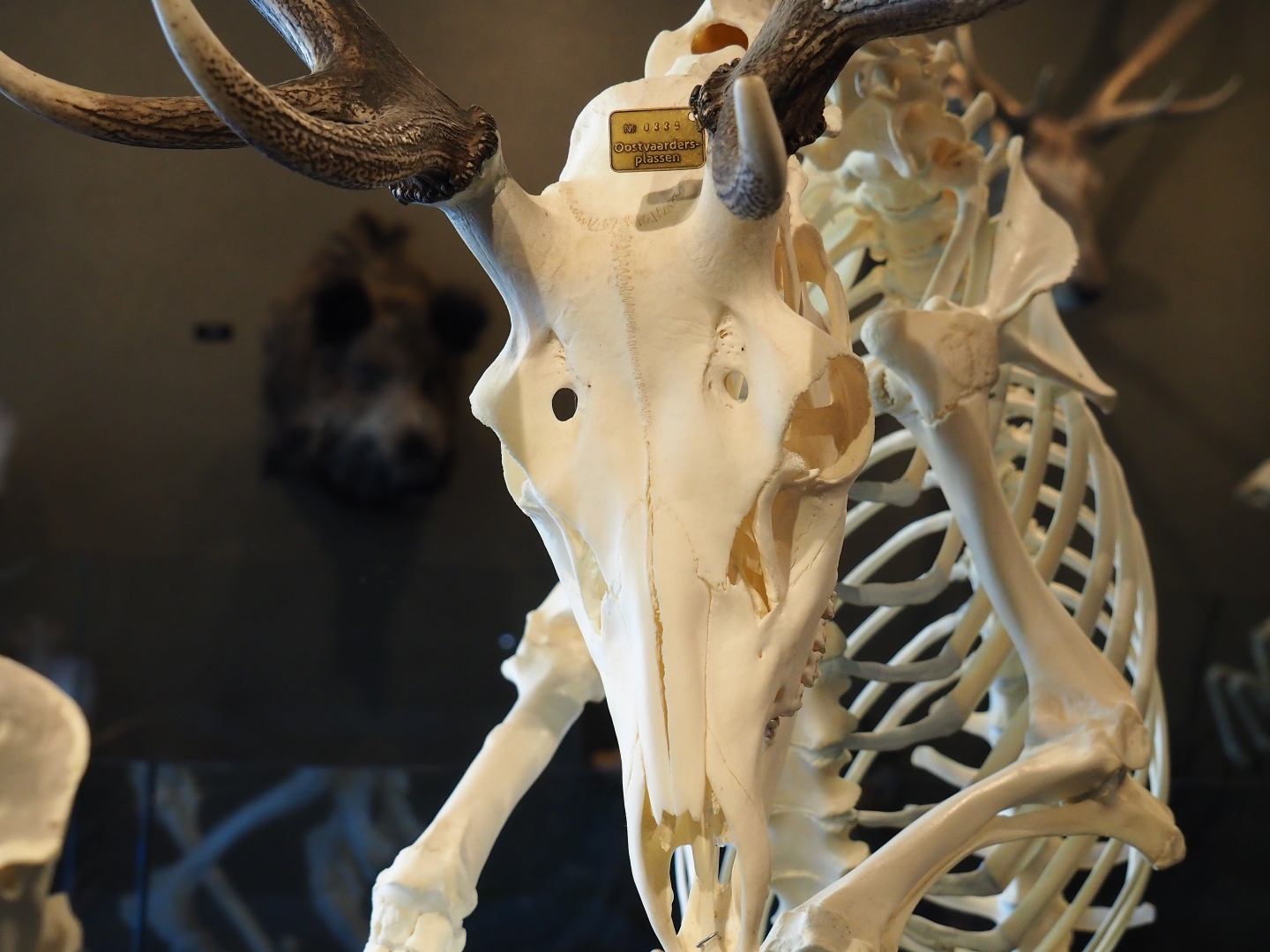 Central European red deer (Cervus elaphus hippelaphus) buck skull, 2019-03-30