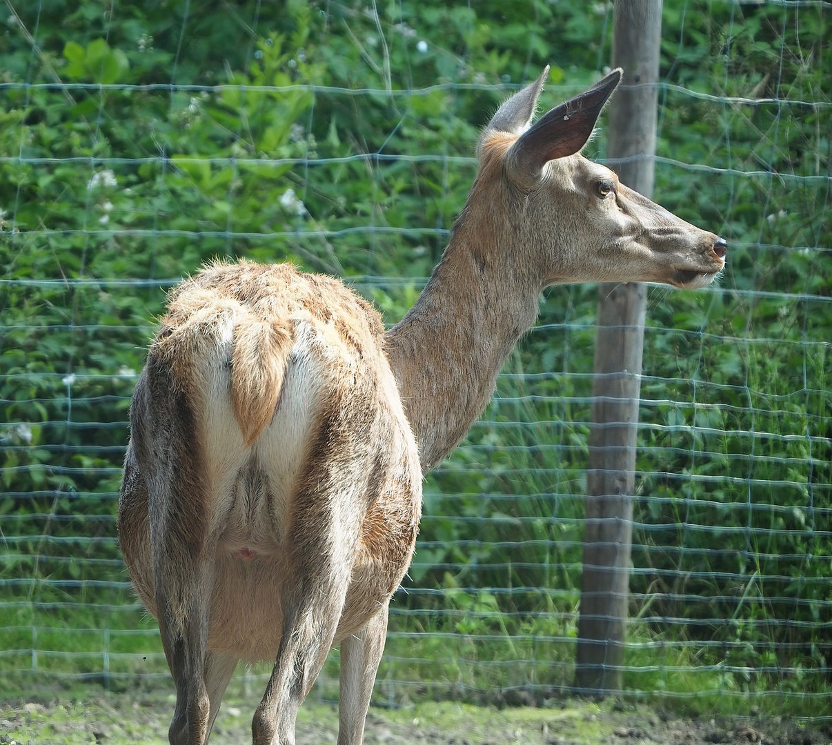 Central European red deer (Cervus elaphus hippelaphus) doe, 2022-06-12