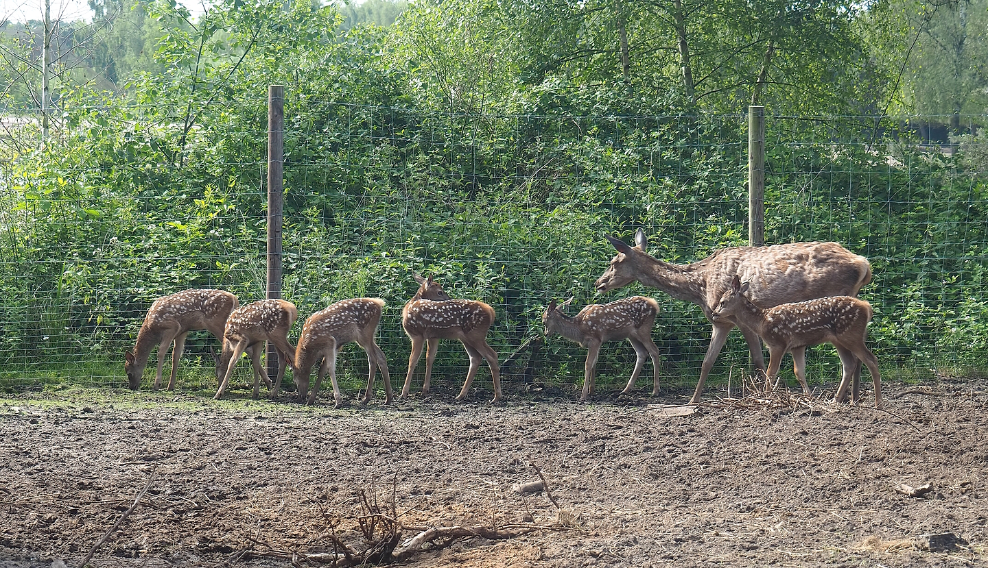 Central European red deer (Cervus elaphus hippelaphus) doe and fawns, 2022-06-12
