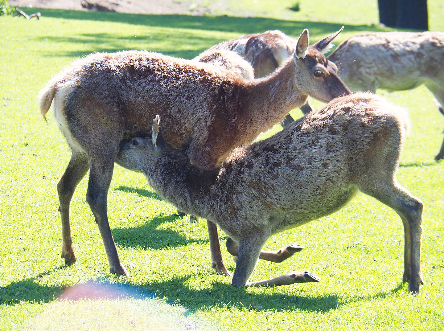 Central European red deer (Cervus elaphus hippelaphus), doe and subadult, 2021-05-29