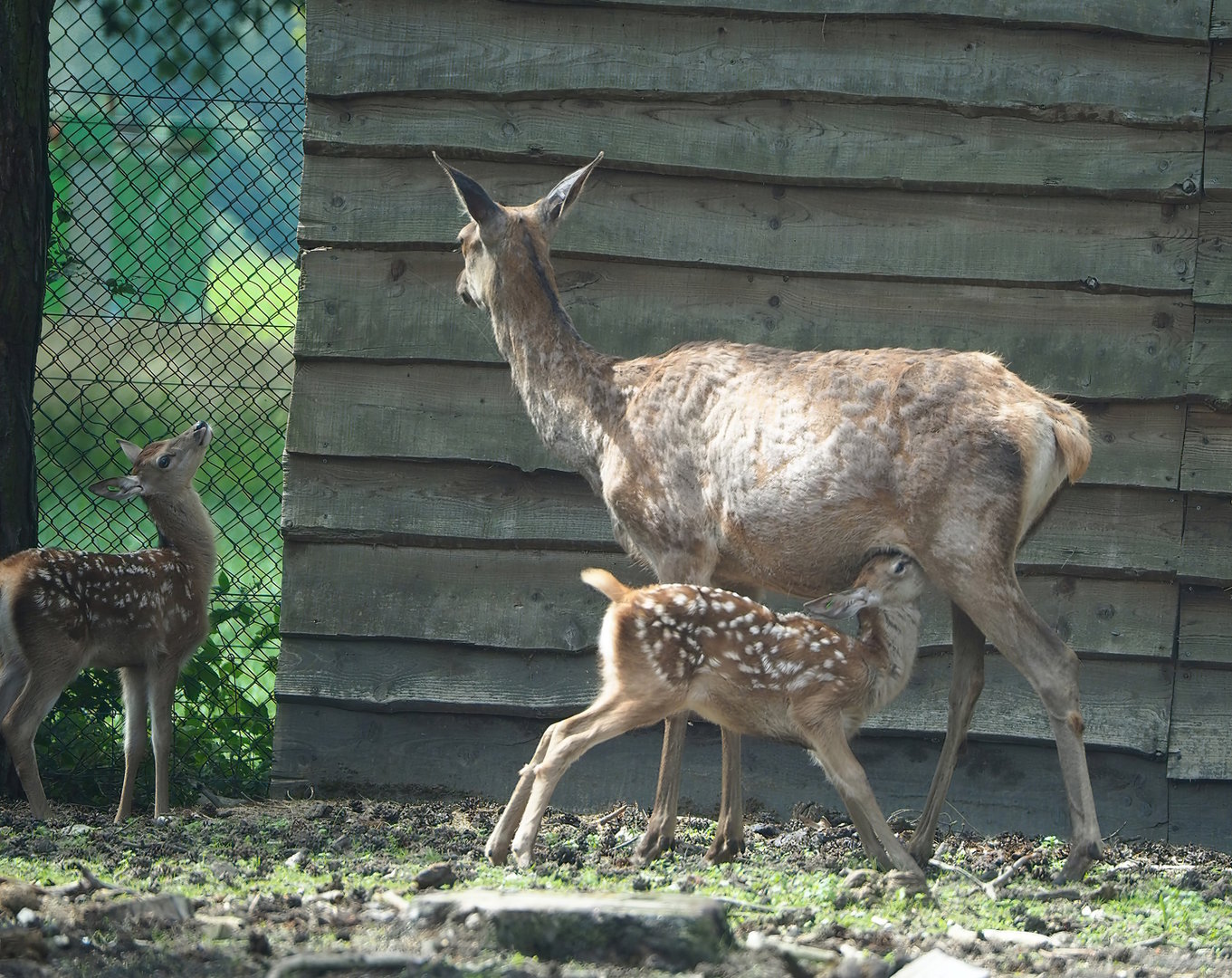 Central European red deer (Cervus elaphus hippelaphus) doe nursing fawn, 2022-06-12