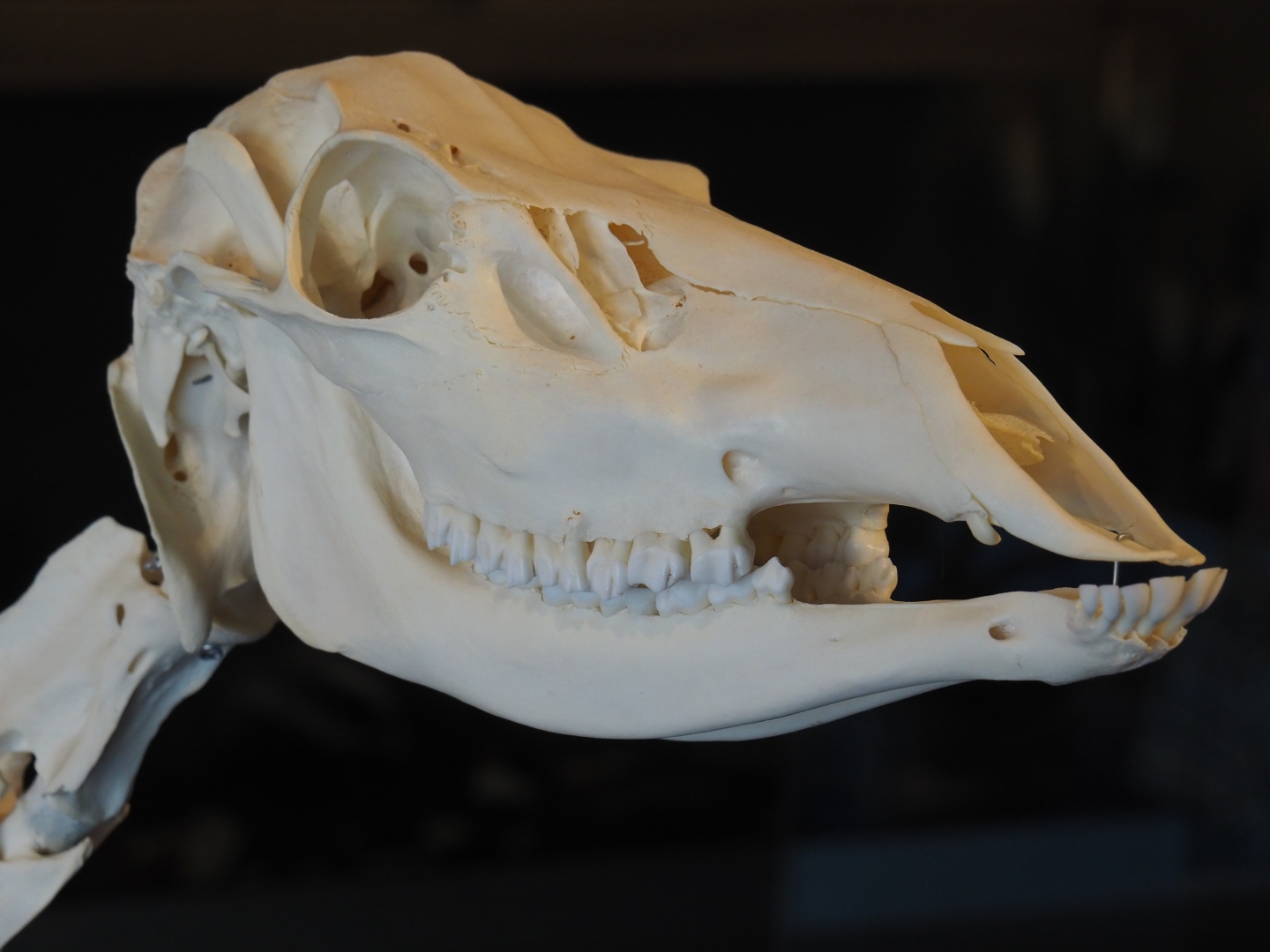 Central European red deer (Cervus elaphus hippelaphus) doe skull, 2019-03-30