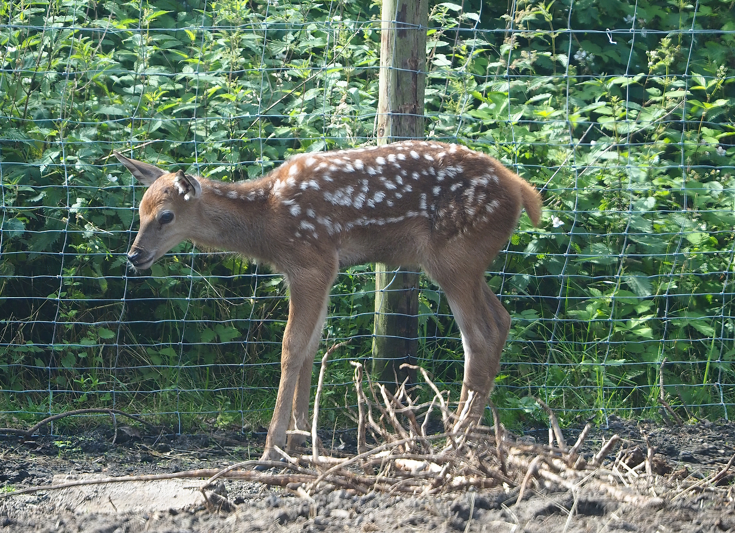 Central European red deer (Cervus elaphus hippelaphus) fawn, 2022-06-12