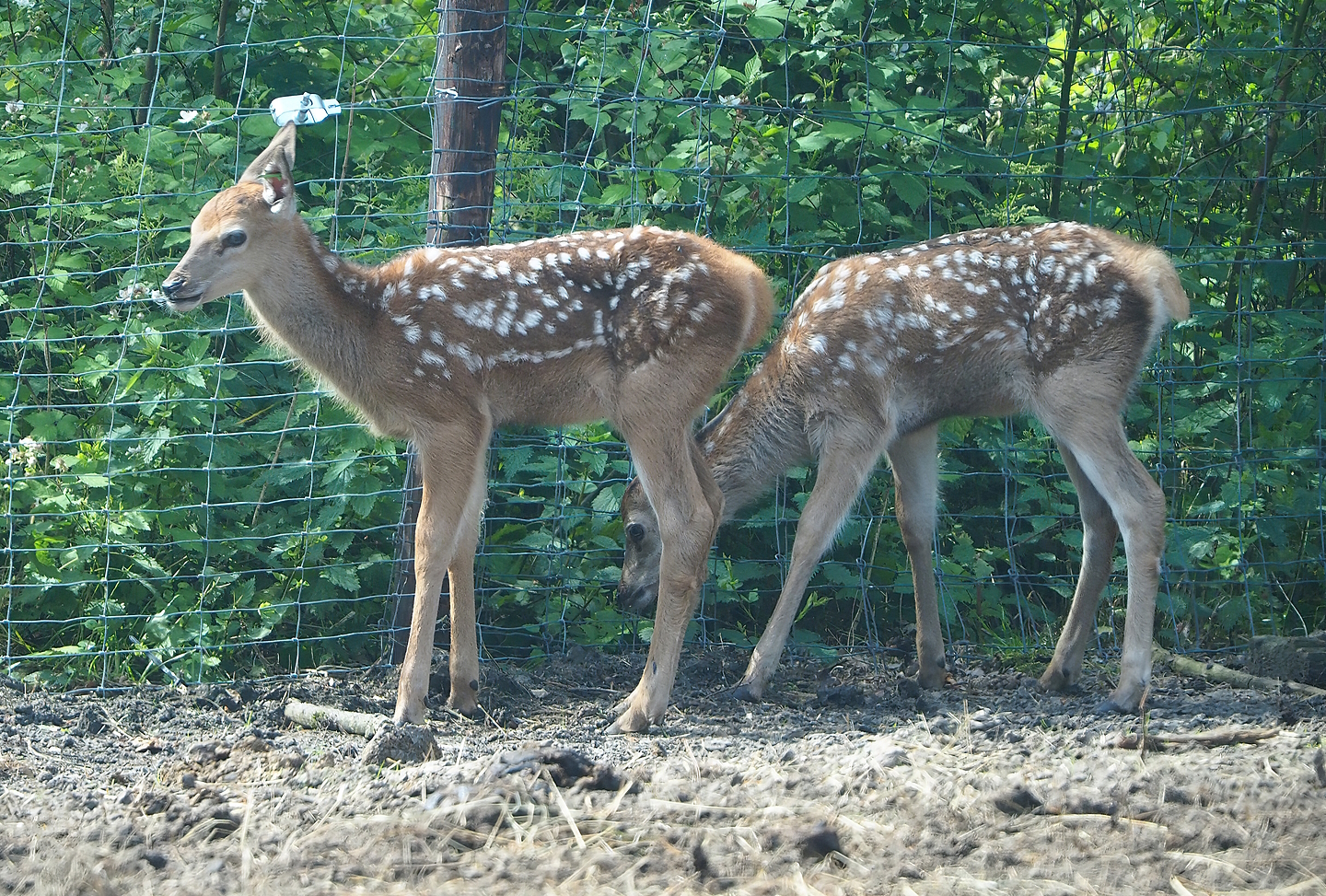 Central European red deer (Cervus elaphus hippelaphus) fawns, 2022-06-12