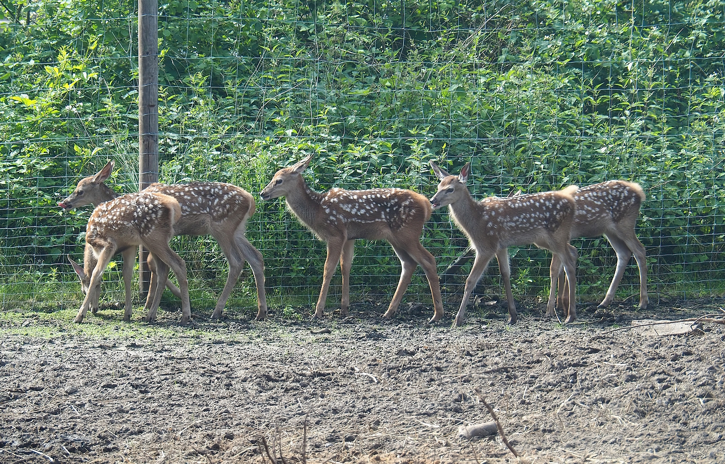 Central European red deer (Cervus elaphus hippelaphus) fawns, 2022-06-12