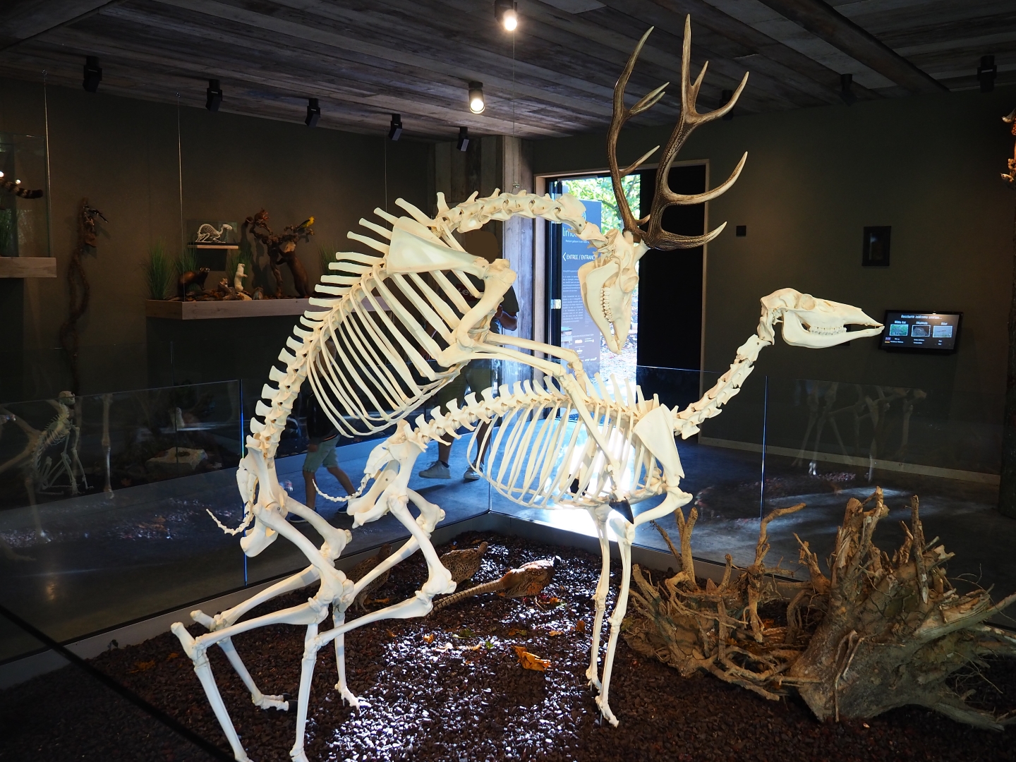 Central European red deer (Cervus elaphus hippelaphus) skeletons (Oct 13th, 2018)