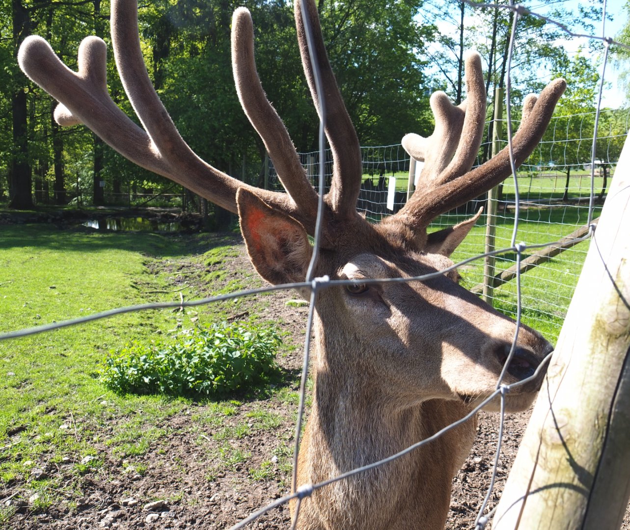 Central European red deer (Cervus elaphus hippelaphus) stag, 2021-05-29