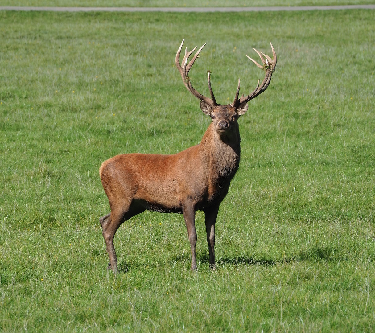 Central European red deer (Cervus elaphus hippelaphus) stag in rut, 2023-09-26