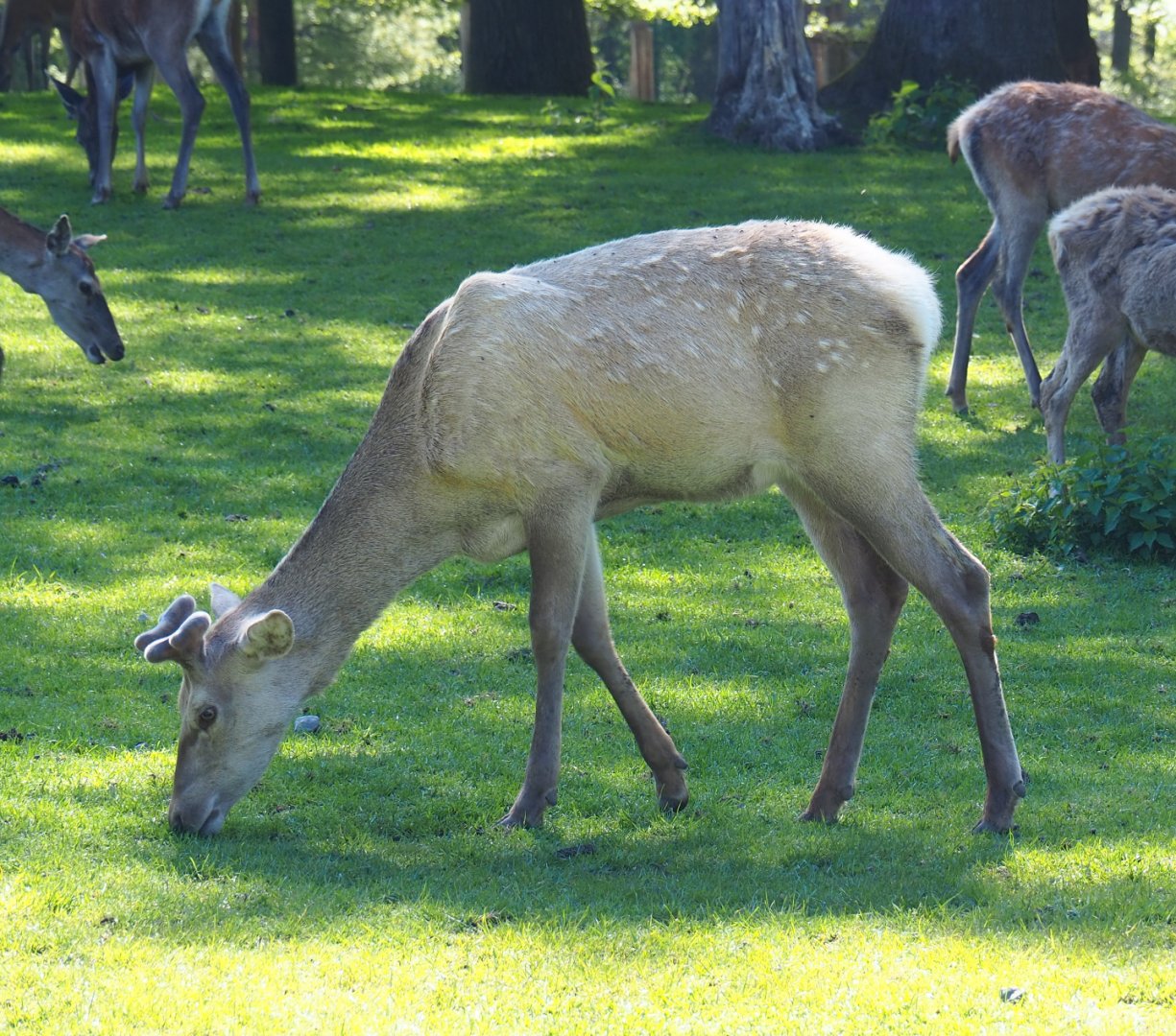 Central European red deer (Cervus elaphus hippelaphus), young stag, 2021-05-29