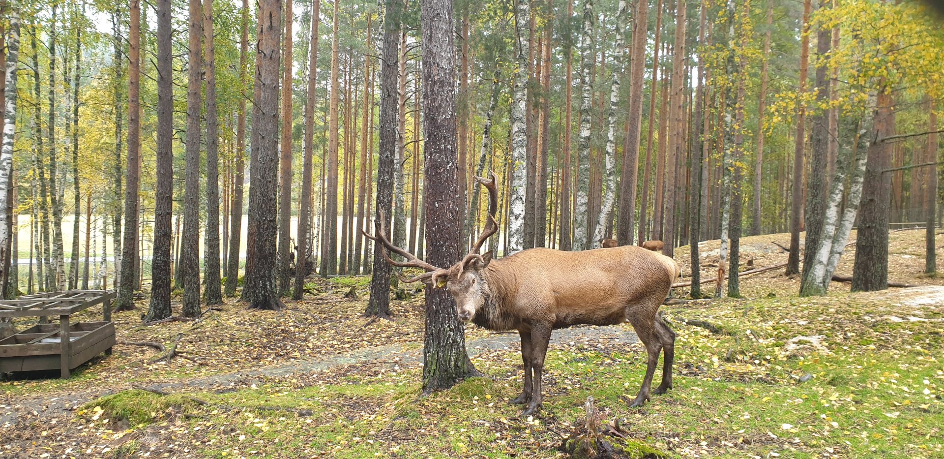 Central European red deer (Cervus elaphus hippelaphus)