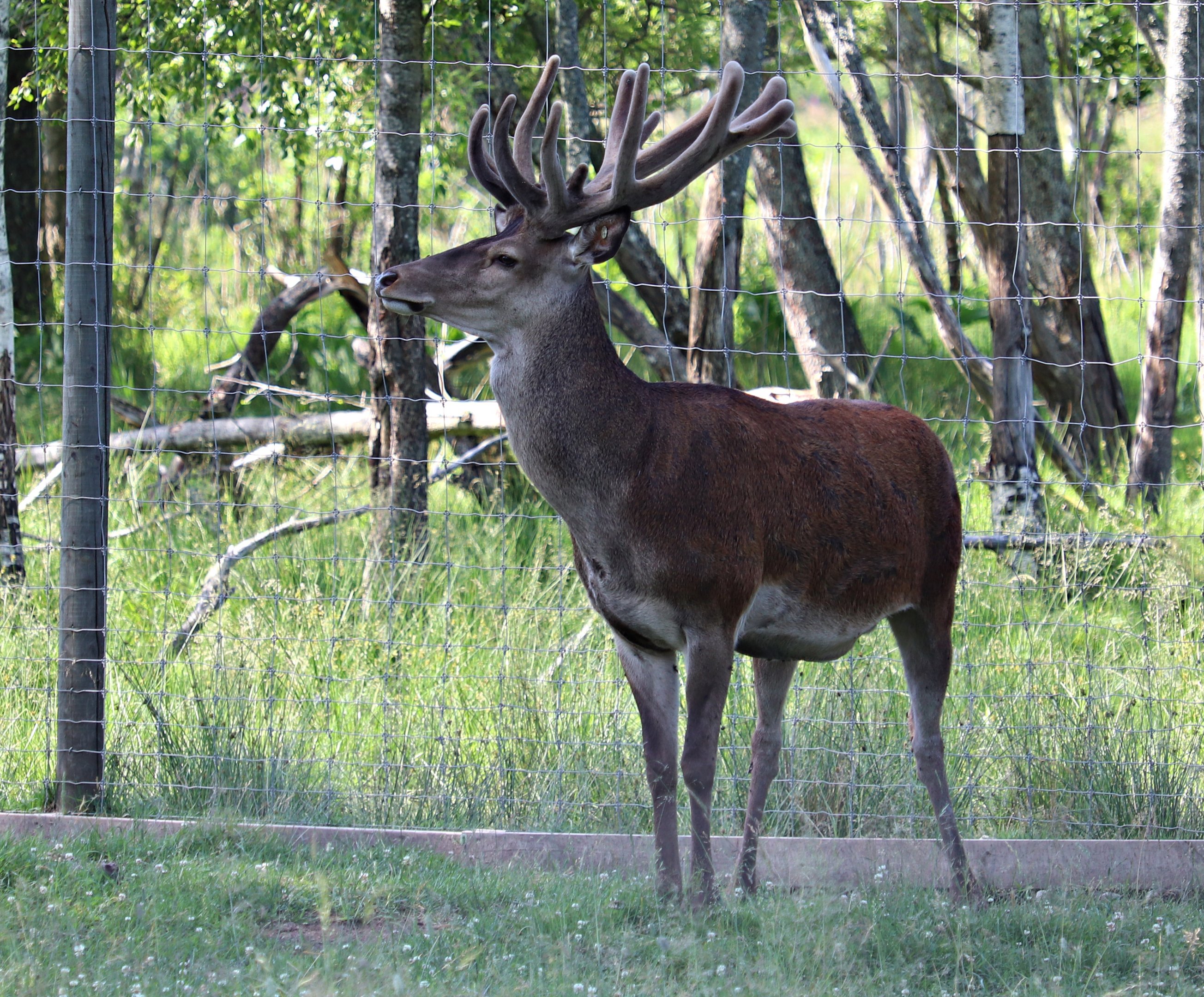 Central European red deer (Cervus elaphus hippelaphus)