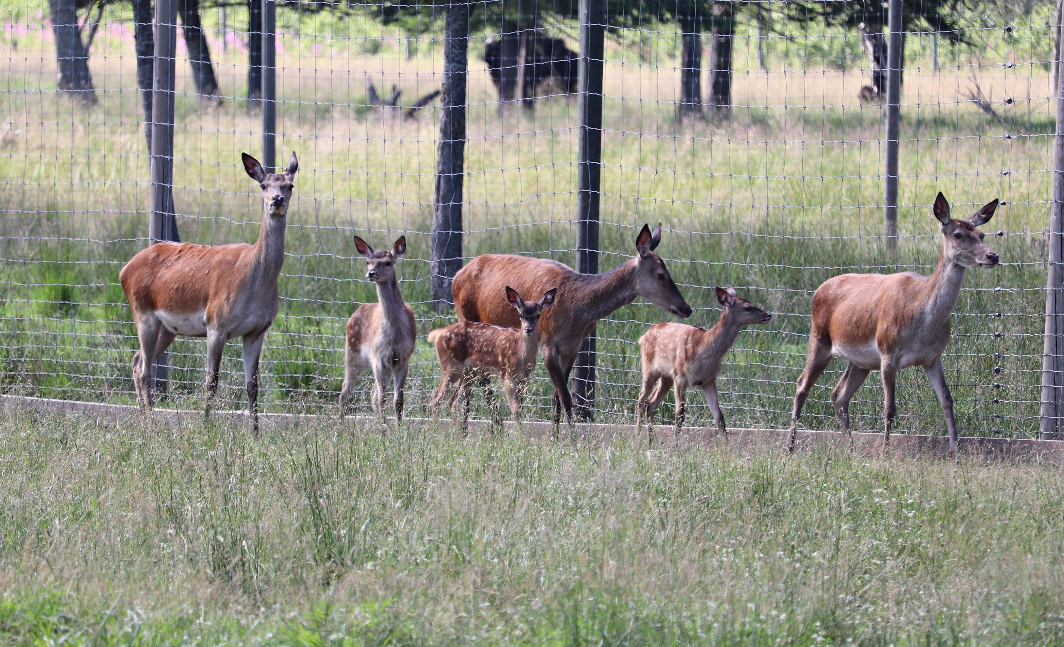 Central European red deer (Cervus elaphus hippelaphus)