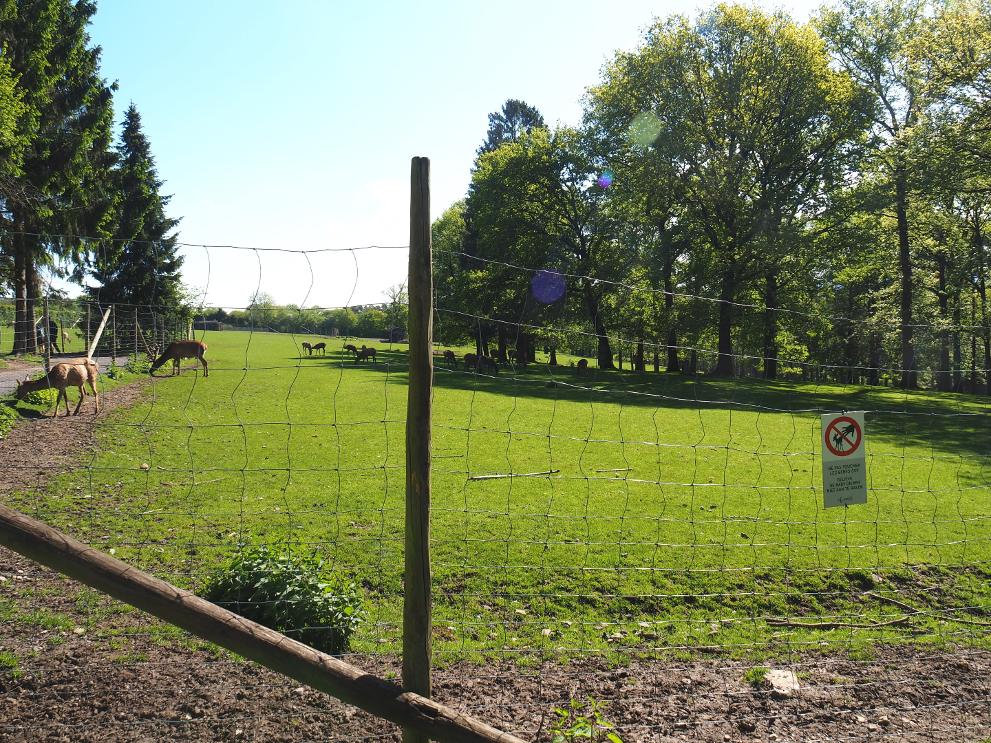 Central European red deer, Common fallow deer and European mouflon paddock, 2021-05-29