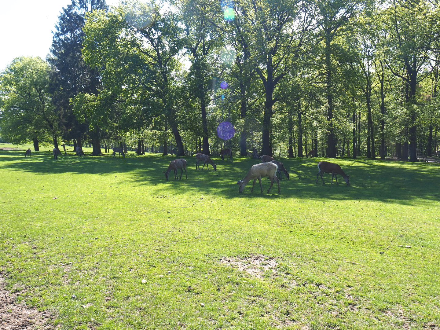 Central European red deer, Common fallow deer and European mouflon paddock, 2021-05-29