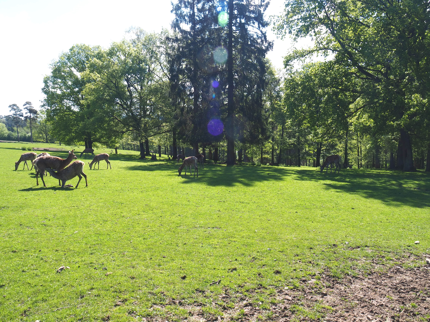 Central European red deer, Common fallow deer and European mouflon paddock, 2021-05-29