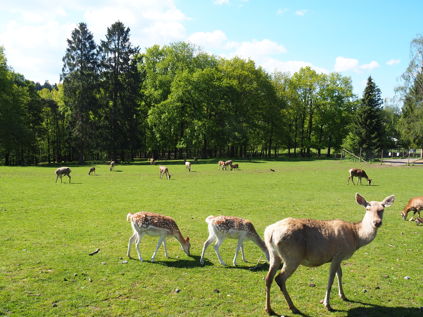 Central European red deer, Common fallow deer and European mouflon paddock, 2021-05-29