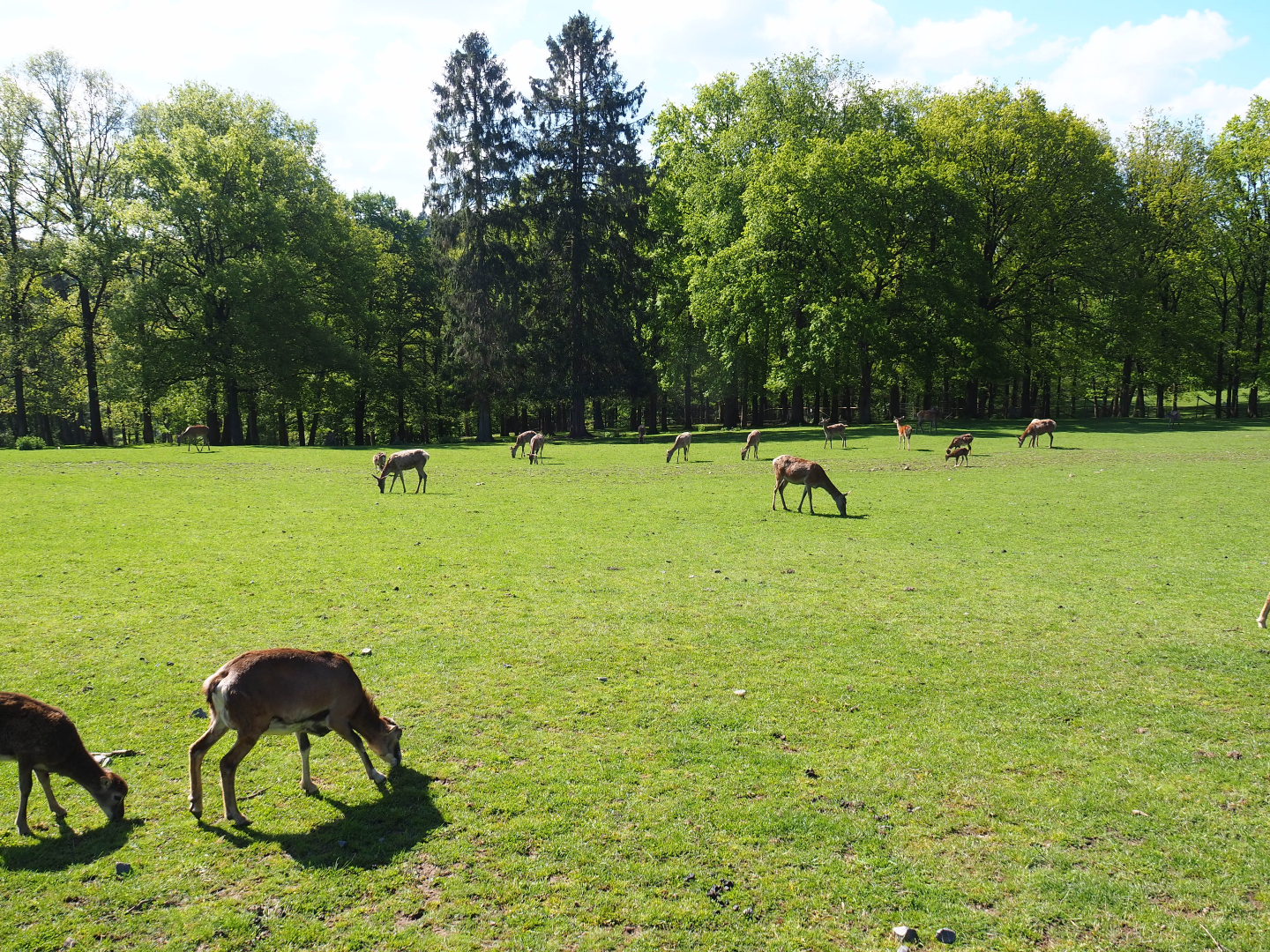 Central European red deer, Common fallow deer and European mouflon paddock, 2021-05-29