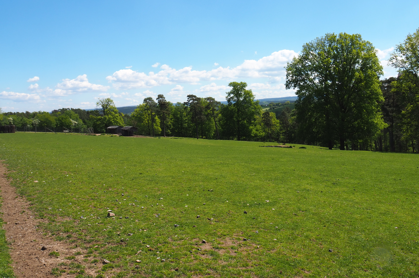 Central European red deer, Common fallow deer and European mouflon paddock, 2021-05-29